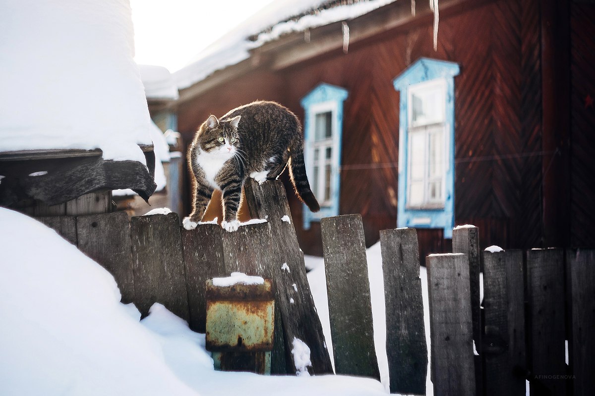 Кошка зимой на улице. Деревенский кот зимой. Кот зима деревня. Деревенские коты зимой. Коты на заборе зимой.